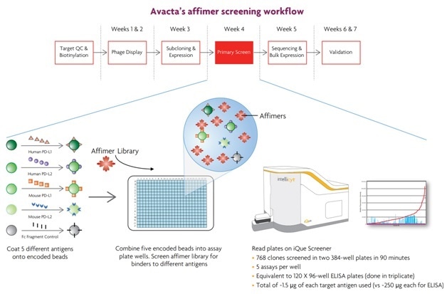 Encoded beads were coated with four different checkpoint modulating proteins: human PD-L1, human PD-L2, mouse PD-L1, and mouse PD-L2. Since these proteins were expressed as Fc fusions, a fifth encoded bead was coated with Fc fragment, and served as a negative control (Figure 6). The five beads were combined into a single mixture, which was then distributed into wells of 384-well assay plates. A library consisting of 768 affimers selected by panning against human PD-L1 was screened for binding to the different PD-L1 and PD-L2 antigens.