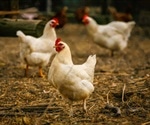 Wild birds found to be key drivers of H5N1 outbreak in North America