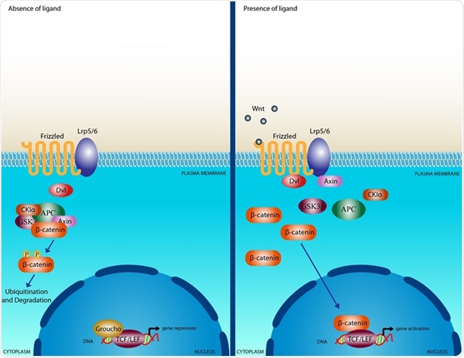 Wnt signalling pathway. Image Credit: Meletios Verras / Shutterstock