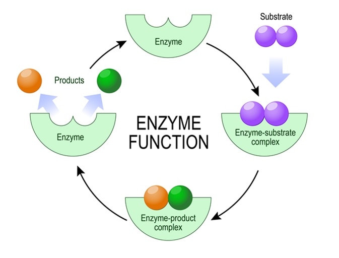 Enzyme function. Image Credit: Designua / Shutterstock