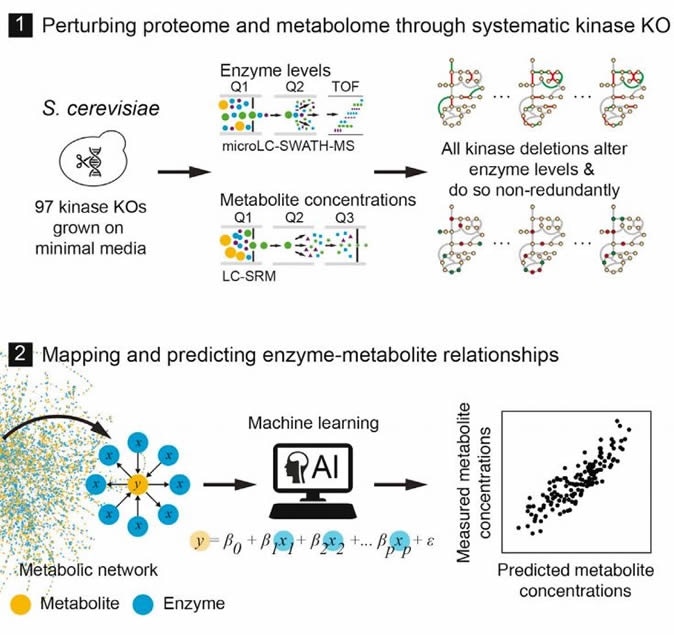 Graphical Abstract. © 2018 The Author(s). Published by Elsevier Inc.