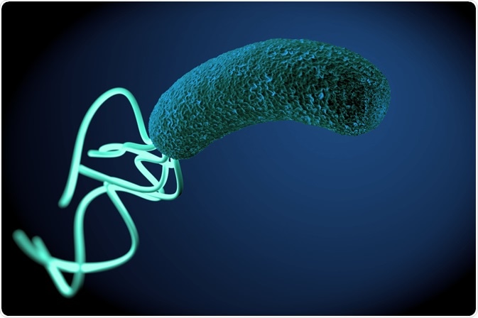 H. pylori - illustration