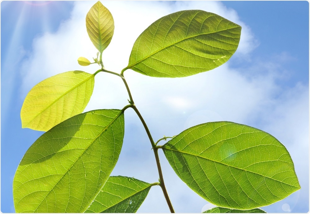 Plant growing in the sun - carrying out photosynthesis - picture taken by sevenke