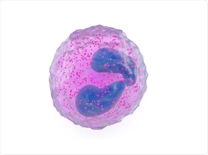 Illustration of an eosinophil, showing the granules and bilobed nucleus - by somersault1824