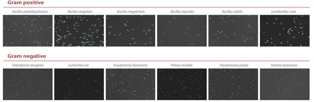 A partial list of bacteria tested on the QUANTOM Tx