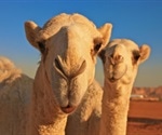 What are Camelid Antibodies?