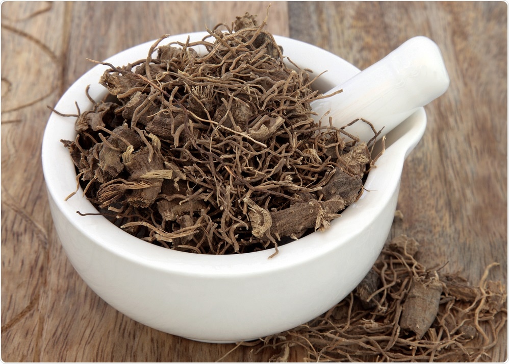 Black cohosh root herb used in natural alternative herbal medicine over old wood background.