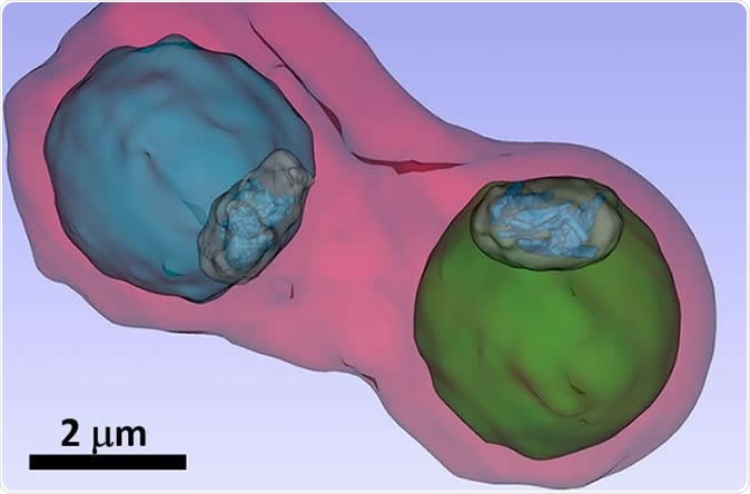 The image shows details such as the vacuole of the parasites (colored in blue and green) inside an infected blood cell. Image Credit: S. Kapishnikov