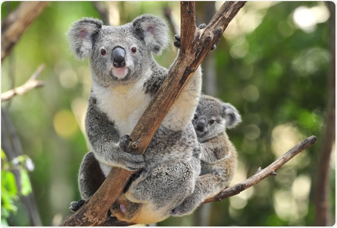 Australian Koala with joey in Eucalyptus tree