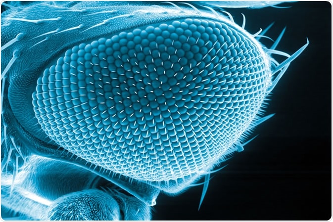 Eye of a fruit fly, Drosophila melanogaster, scanning electron microscopy  Image Credit: Heiti Paves / Shutterstock