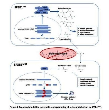 Researchers discover metabolic vulnerability in cancer cells with mutated spliceosomes