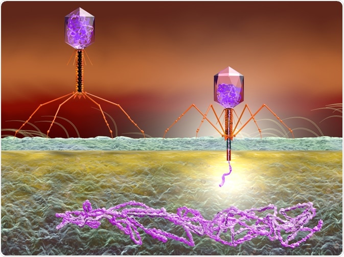 Phage display - bacteriophages inserting genetic material into cell