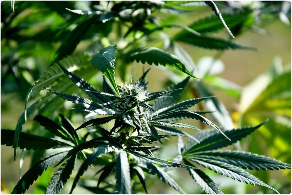 Cannabis is often seen as a medicinal treatment for mental health