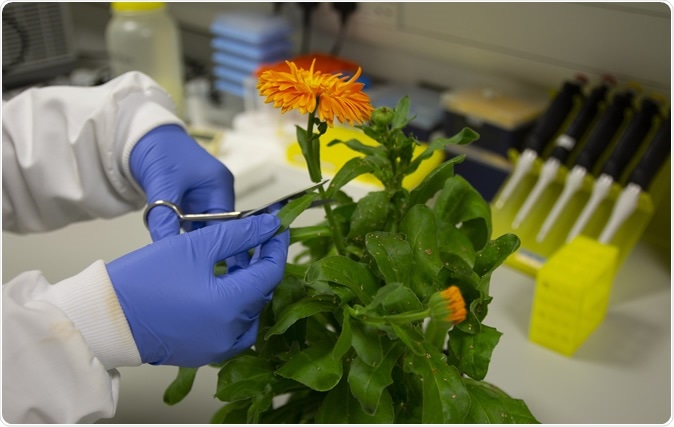 Daisy family (Asteraceae). Image Credit: Earlham Institute (EI)