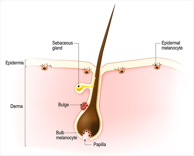 Anatomy of the hair follicle. Distribution of differentiated and immature melanocytes is shown. - Illustration Credit: Designua / Shutterstock
