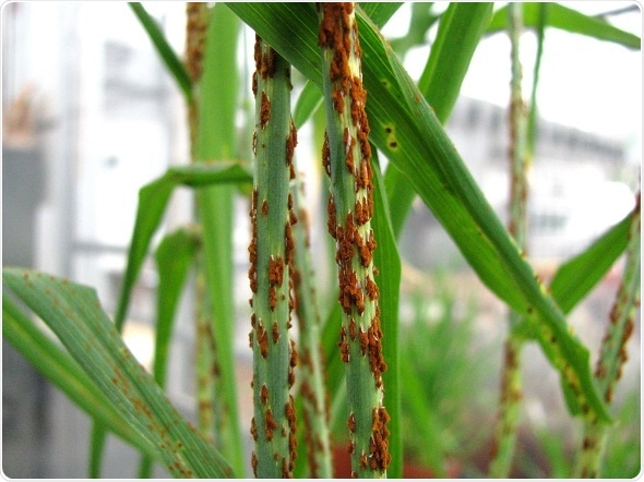 Scientists discover origins of world’s deadliest strain of cereal rust disease