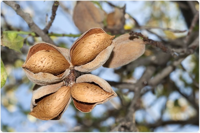 Almond on tree, four almond, cultivation. Image Credit: AG Photo Design / Shutterstock