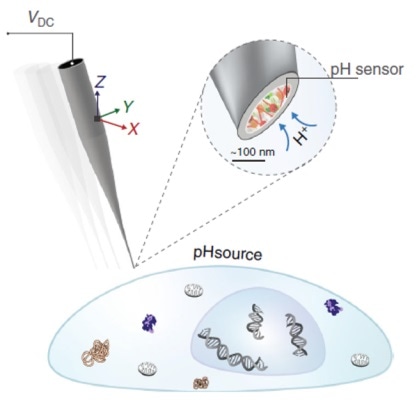 Novel nanopipette pH biosensor could help with cancer diagnosis and treatment