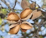 People with peanut allergies avoid tree nuts despite being non-allergic to them