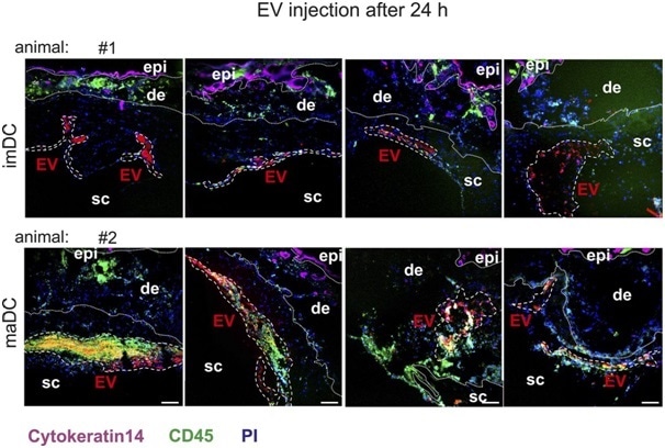 Representative examples of EV injection sites. Shown are examples of im- and maBMDC-EV injection sites after 24 h in two different animals (four skin injections per animal). The EV areas are demarcated with white interrupted lines. For each time point and each EV type (immature/mature), one animal with four injection sites was analyzed. Scale bars represent 100 μm.