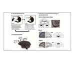 Increasing glutamate release in the brain reduces anxiety in marmosets