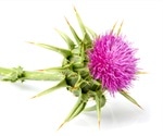 Milk Thistle Health Benefits