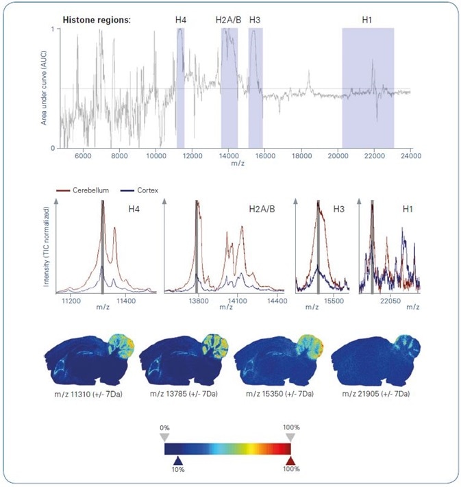 ROC analysis of intact protein MALDI imaging data , comparing cerebellum with cortex as obtained from segmentation analysis. Top: ROC plot. Grey-colored m/z ranges indicate histone regions; Center: Overlayed average spectra representing cerebellum (brown) and cortex (blue) zoomed into histone-specific m/z regions; Bottom: Ion images of example m/z features representing various histone m/z region