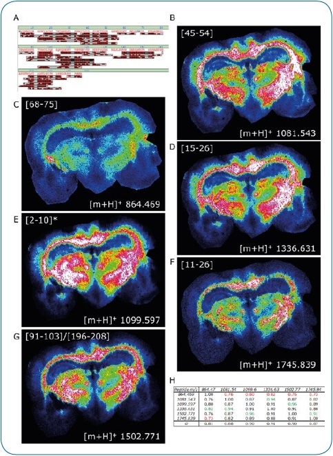 ImageID results. LC-MALDI analysis of peptides extracted from a coronal rat brain section achieved a 97.9% sequence coverage of Myelin basic protein, an abundant brain protein, with 42 peptides identified (A). 30 of these peptides were also matched to the corresponding MALDI image. Distribution of six peptides (B-G) is shown, which were all confirmed by on-tissue MS/MS.
