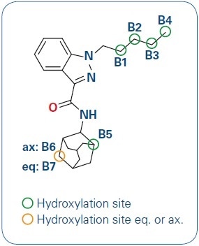 AKB-48 and its hydroxylation sites.