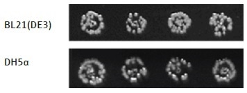 Different E. coli strains transformed with a positive control plasmid. The transformation protocol can be used to effectively transform different strains of E. coli cells with plasmid DNA. Here, two E. coli strains, BL21(DE3) and DH5α, have been transformed with the same plasmid DNA, containing Chloramphenicol and Kanamycin resistance genes (p15a ORI).