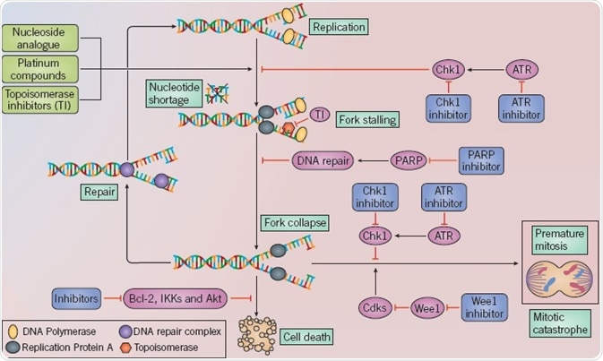 Targeting Cancer Cells