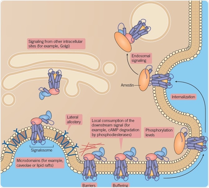 Biased agonism controlled by biomolecular interactions