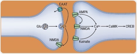 The effect of ketamine and PCP on neurotransmitters
