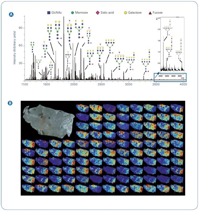 Example N-glycan signal from a single section of thyroid cancer. A Total average spectrum from the image with example glycoform structures per m/z; B Tile view of example images. Inset top right, photomicrograph of unstained tissue prior to imaging. Abbreviations: GlcNAc, N-acetylglucosamine