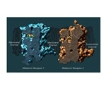 Scientists develop maps of two melatonin receptors vital for sleep, other biological processes