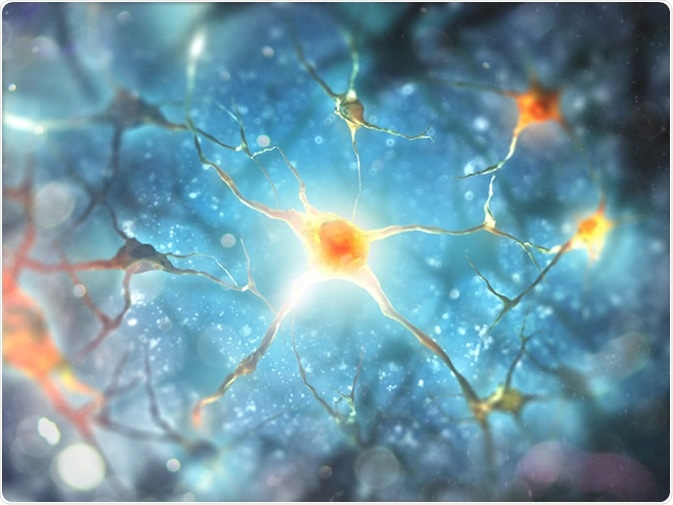 Neurons and nervous system 3d illustration. Image Credit: Andrii Vodolazhskyi / Shutterstock