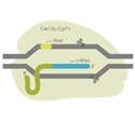 IDT releases new ultra-high performance CRISPR Cas12a enzyme