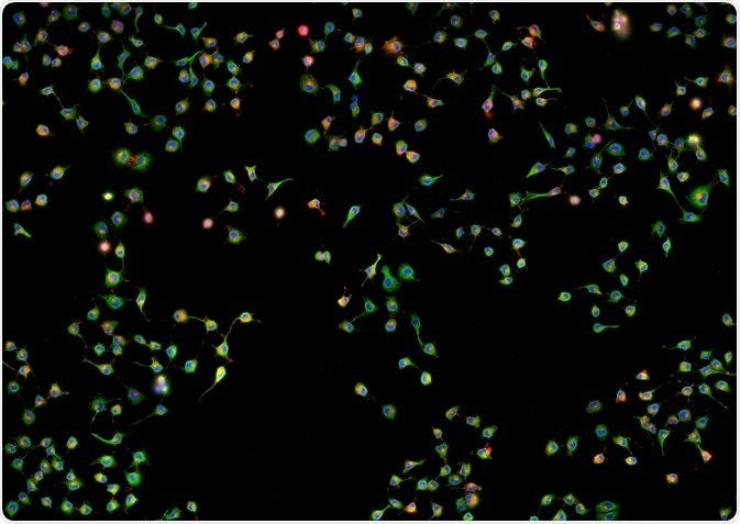 When the generation of photons by two or more different fluorescent markers overlaps during fluorescence microscopy, colocalization is said to have occurred.