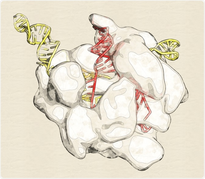CRISPR-Cas14 is a variation of the CRISPR-Cas gene editing system which benefits from being simpler and smaller than the other versions.