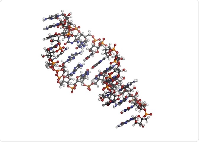 Micro RNA (miRNA, hsa-miR-133a) structure, computer model.