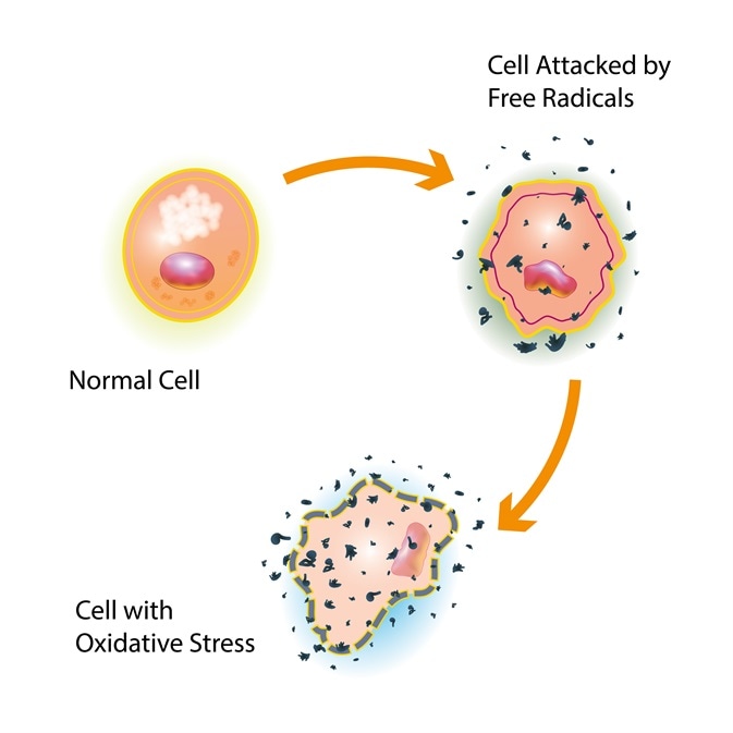 Reactive oxygen species attacking cells