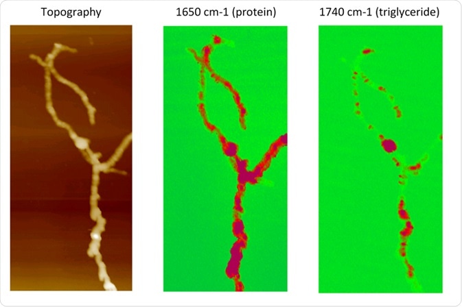 AFM-IR compositional mapping of Streptomyces bacteria. AFM-IR compositional mapping of Streptomyces bacteria.