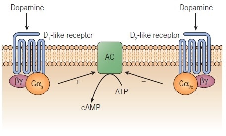Regulation of adenylyl cyclase by D1 and D2 dopamine receptors. Regulation of adenylyl cyclase by D1 and D2 dopamine receptors.