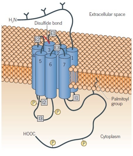 Schematic representation of a G protein-coupled dopamine receptor. Schematic representation of a G protein-coupled dopamine receptor.