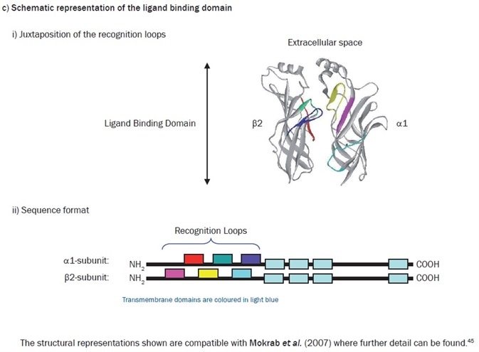 Model of the α1β2γ2 GABAA receptor structure.