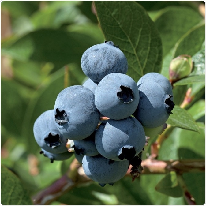 Vaccinium corymbosum – a source of fisetin. Vaccinium corymbosum – a source of fisetin.