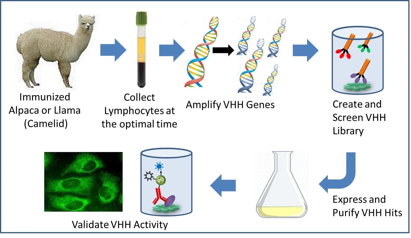 Pathway to recombinant VHH antibody development.