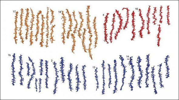 Sleep makes synapses ready for new learning Sleep makes synapses ready for new learning