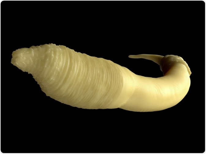 Caenorhabditis elegans worm. Image Credit: royaltystockphoto.com / Shutterstock