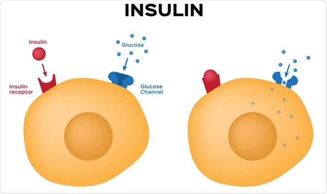 Insulin unlocks the cell